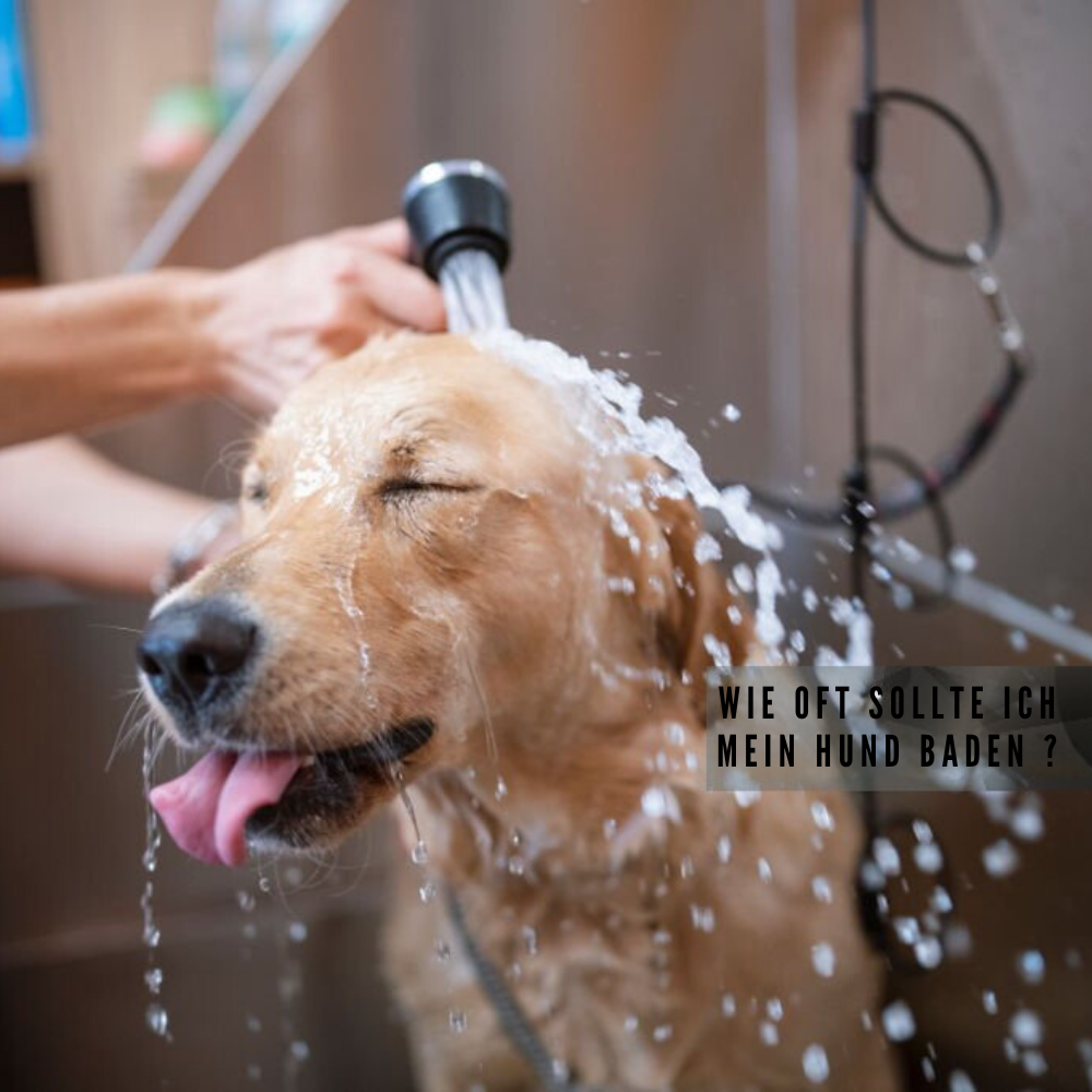 Wie Oft Sollte Man Hunde Baden?