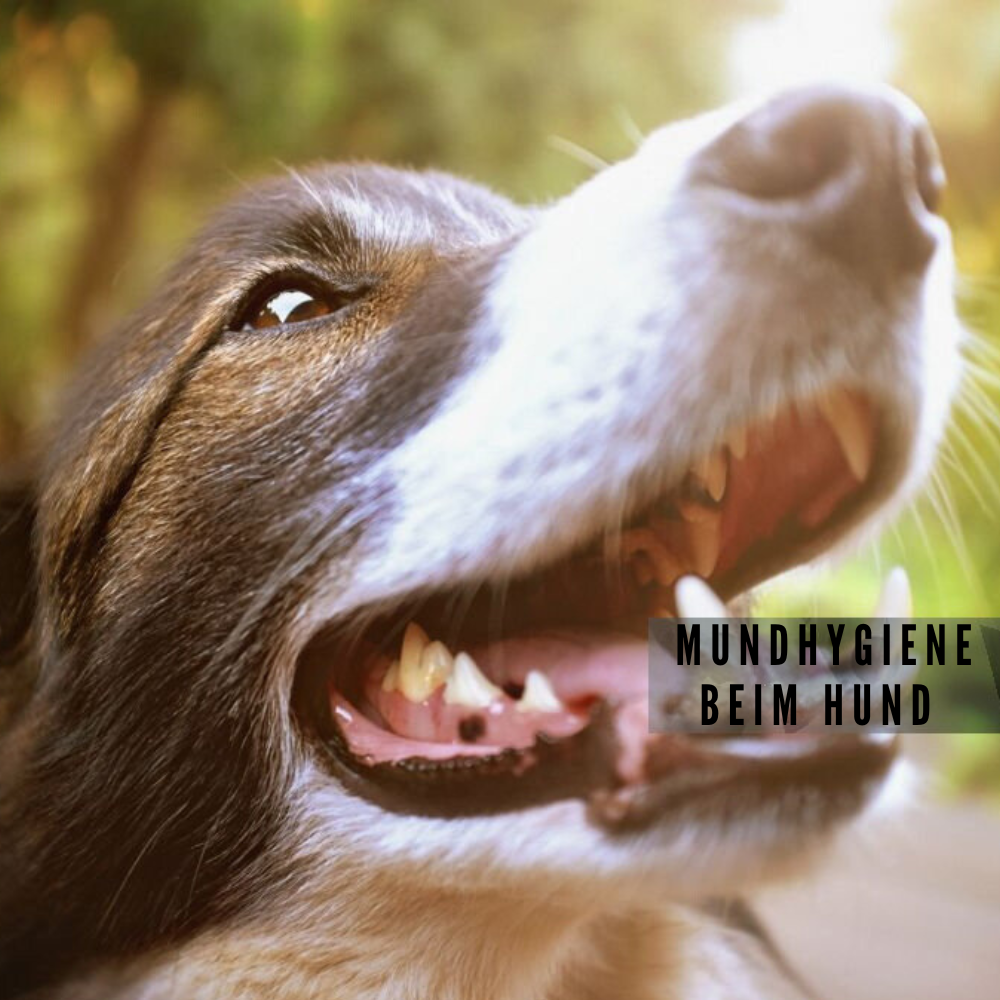 Mundhygiene beim Hund